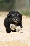 LHASSA APSO 020